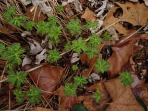 cranesbill