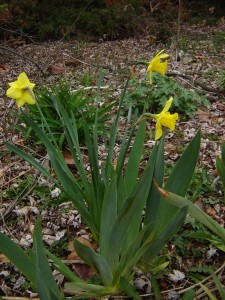 daffs