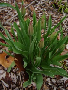 tulips