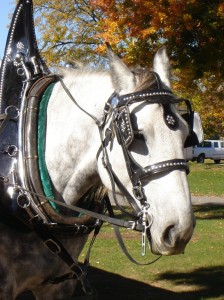 percheron2