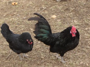 chickens