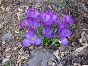 crocus