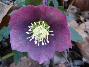 hellebore1