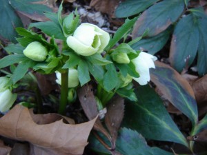 hellebore3