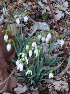 snowdrops