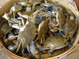 bluecrabs