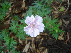 cranesbill2