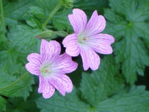 pinkcranesbill