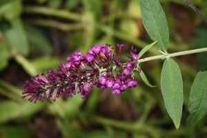 butterflybush