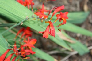 crocosmia