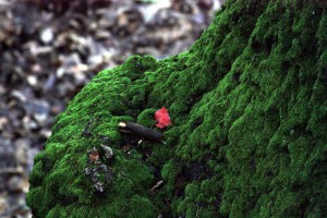 moss2_small