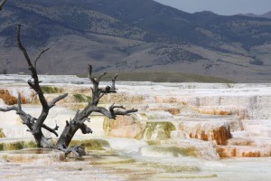 mammothhotsprings_small